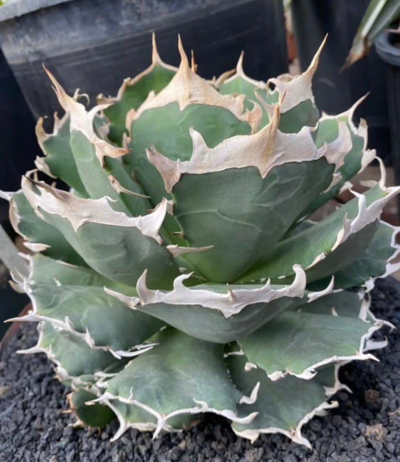 Agave 'Ivory Crown'