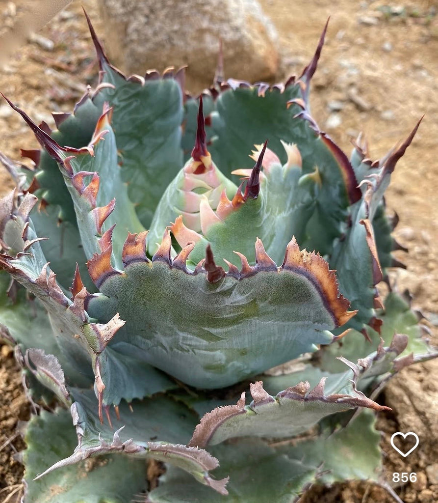Products – Hidden Agave
