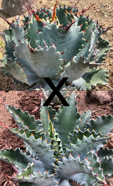 Agave (potatorum 'Spawn' x isthmensis) x (kristenii x potatorum) – Hidden  Agave