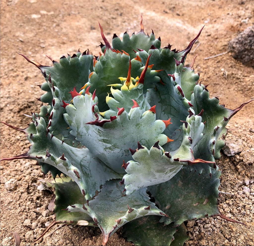 Agave 'Bonfire' ~ Coming Soon