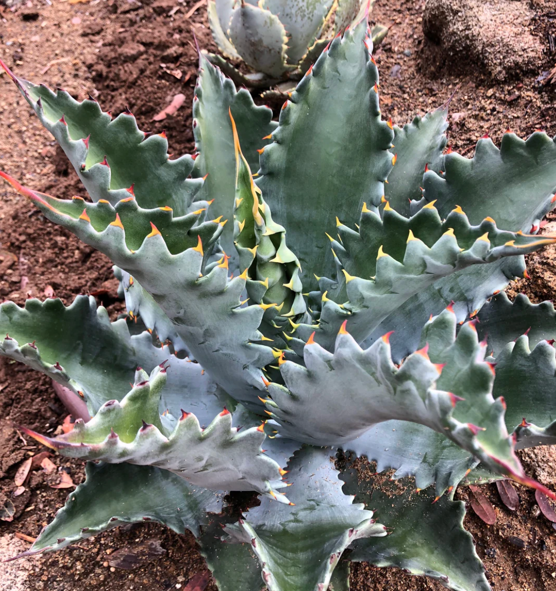 Products – Page 2 – Hidden Agave