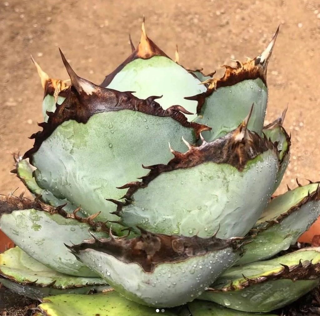 Agave titanota 'Neptune'
