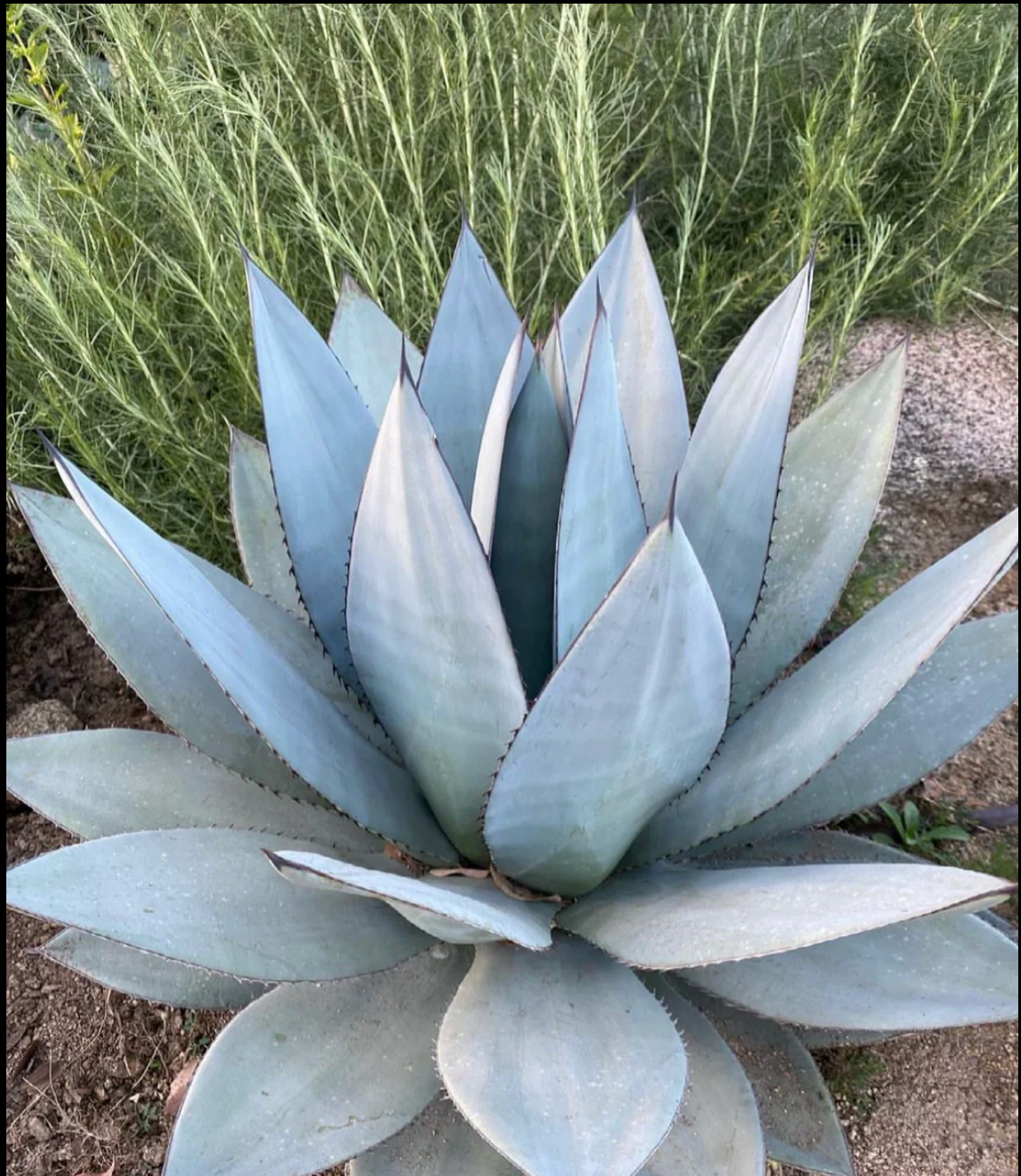 Products – Hidden Agave
