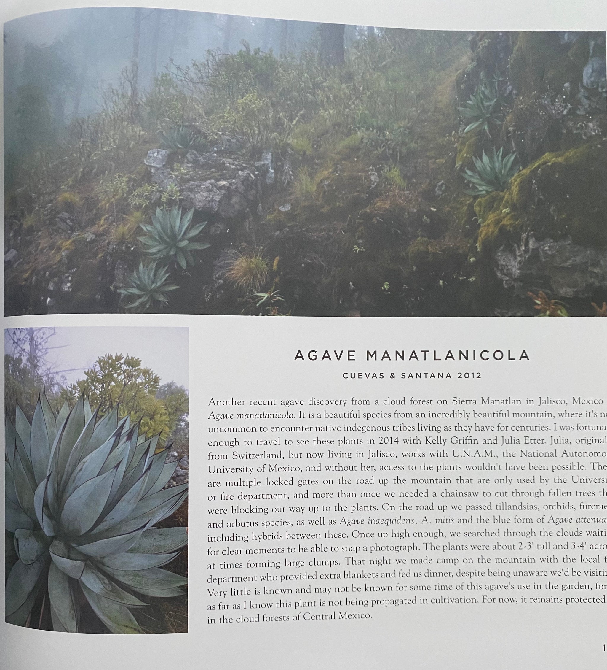 洋書 Agaves: Species, Cultivars & Hybrids 036D72B9-A279-4F27-926E-