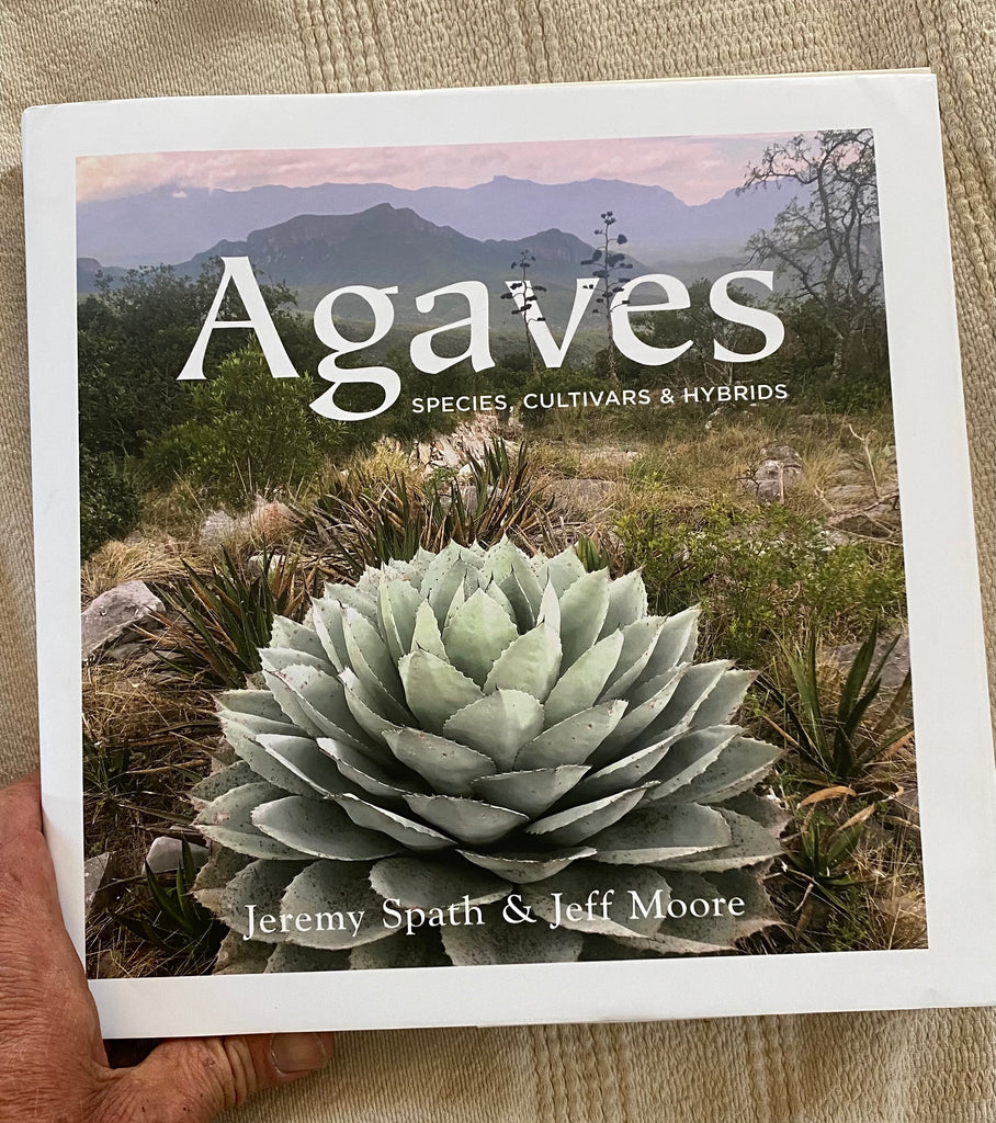 NEW! Agaves, species, cultivars, & hybrids