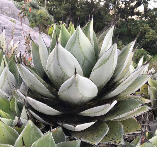 Agave salomonii  Hidden Agave