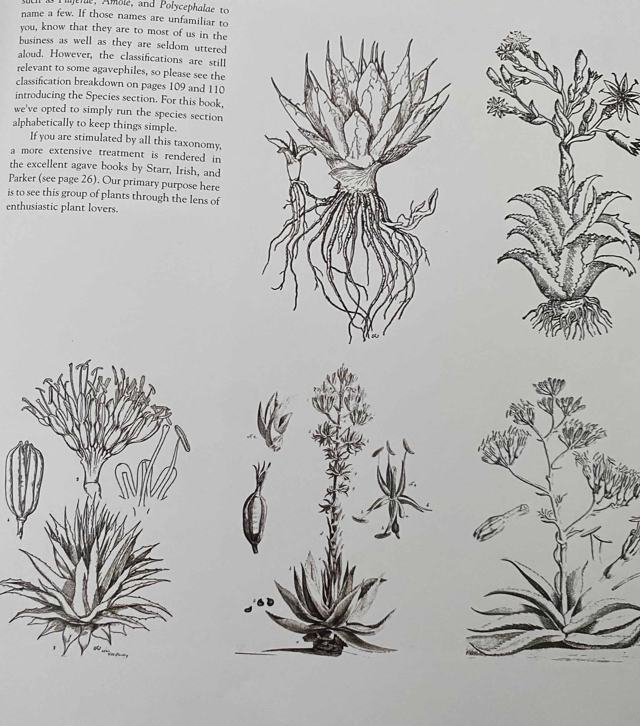 Agaves – Species, Hybrids and Cultivars-New Revised Second