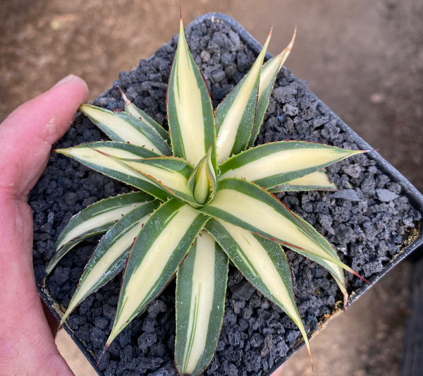 アガベ Agave montana 'Lime Flash' 165 Blue Fox Tail Agave | Plants Express