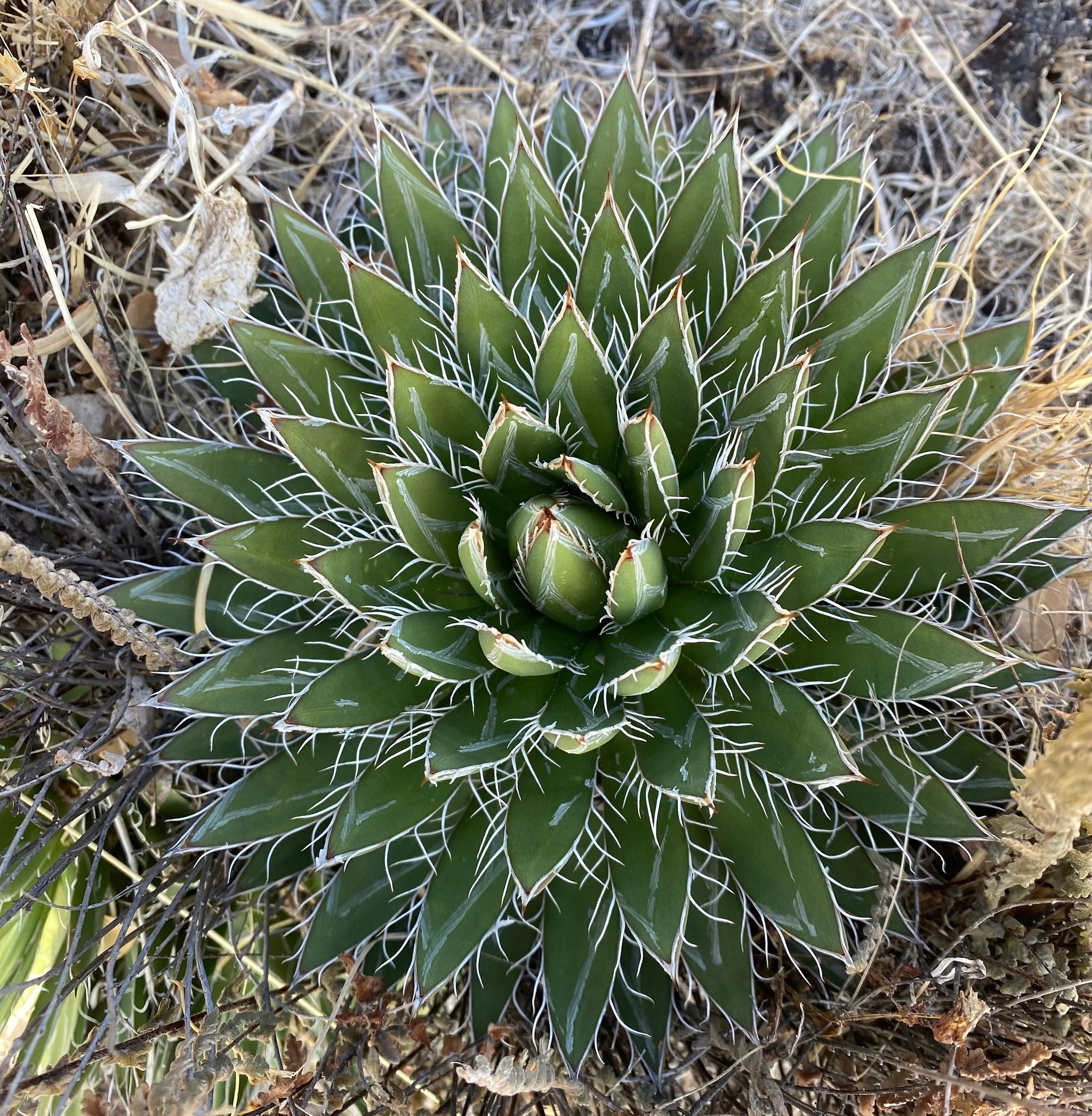 ミ*ニ様 チタノタパラサナ　ハイブリッドアガベ　hidden agave i-img1200x1200-