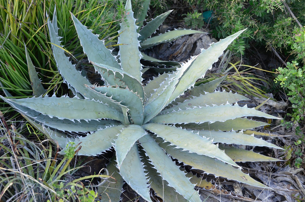 Agave xylonocantha