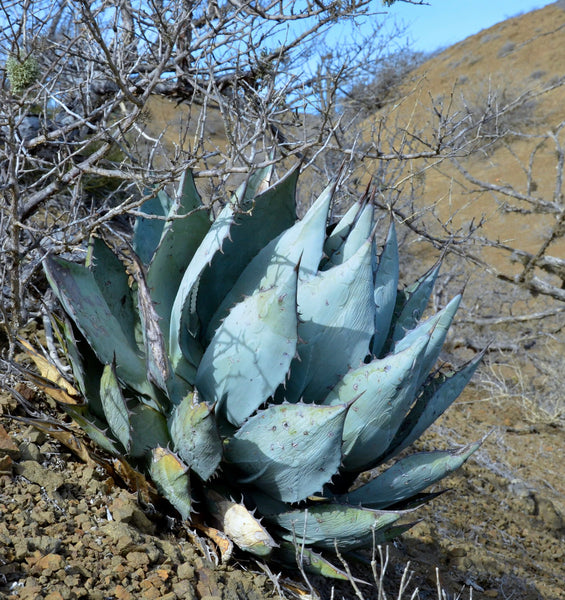 Agave ‘Illusion’②｜TC活着済み・US輸入株（耐寒性抜群） 5D2E4AC4-4B25-4ED5-9868-
