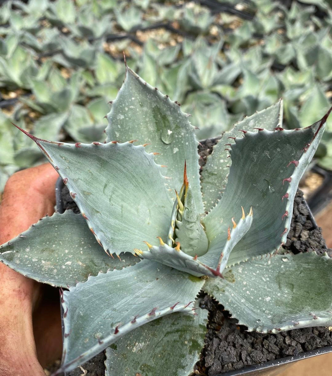 Hybrids – Page 2 – Hidden Agave