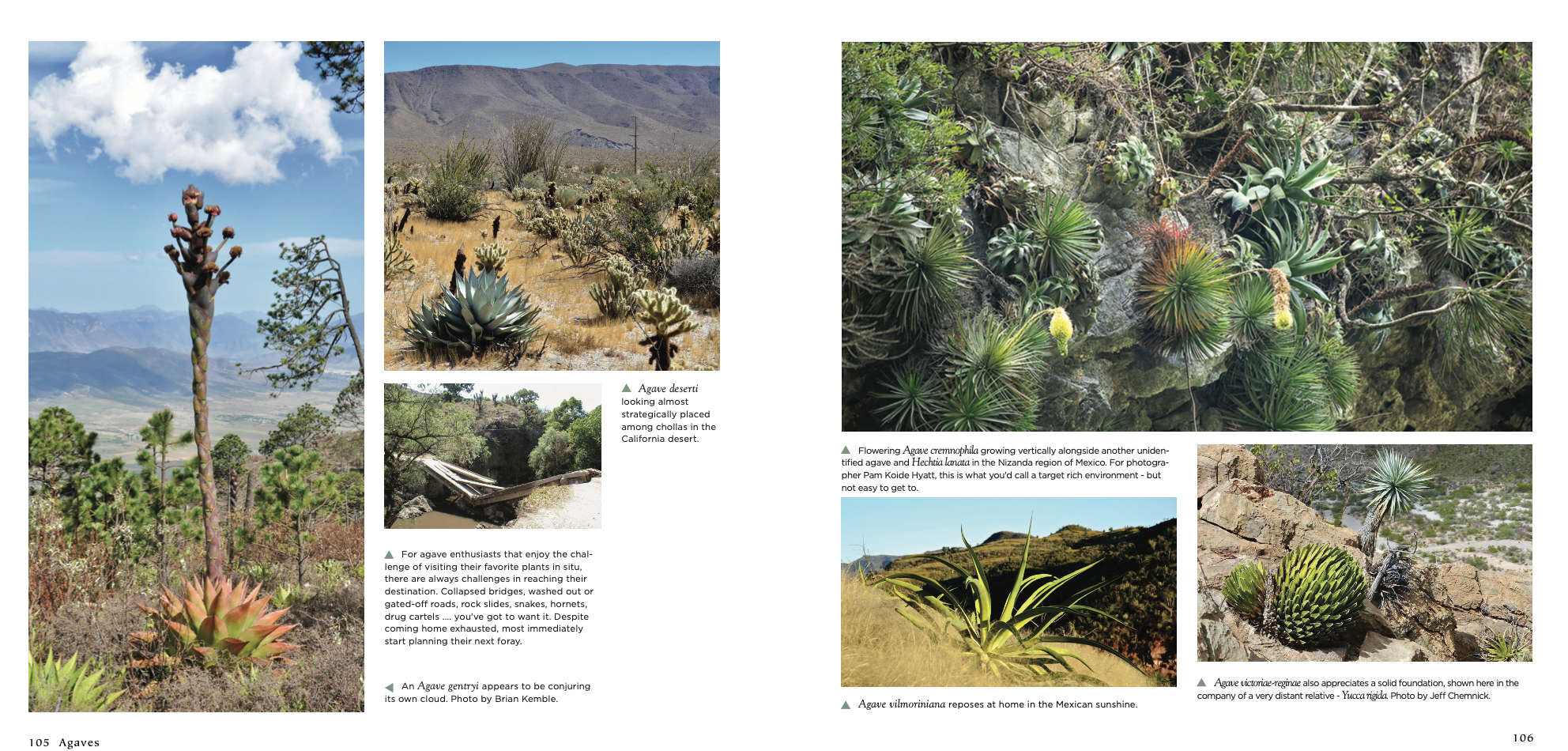 Agaves, species, cultivars, & hybrids 2nd Ed. – Hidden Agave Agaves, species, cultivars, & hybrids 2nd Ed. – Hidden Agave