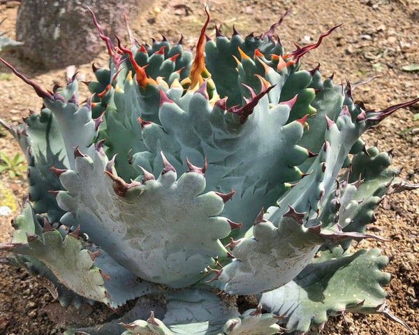 Agave potatorum 'Spawn' x A. isthmensis – Hidden Agave