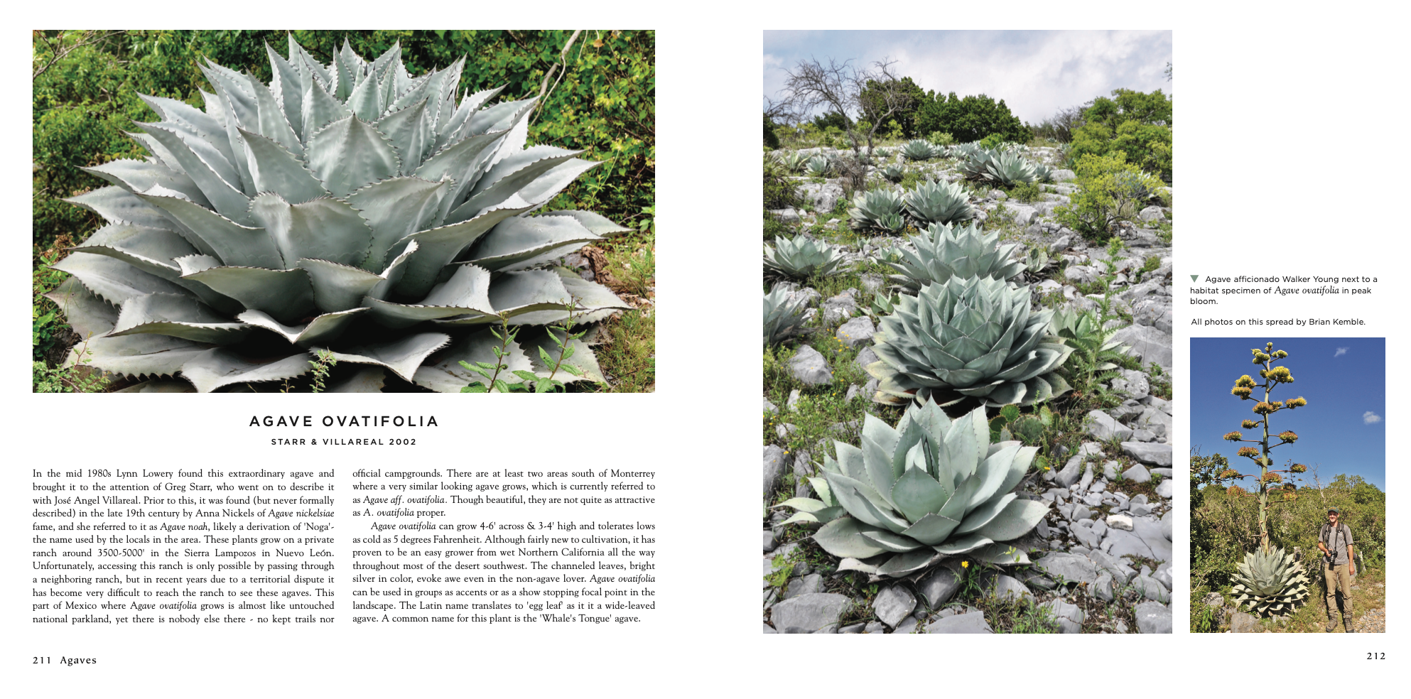 Agaves, species, cultivars, & hybrids 2nd Ed. – Hidden Agave Agaves, species, cultivars, & hybrids 2nd Ed. – Hidden Agave