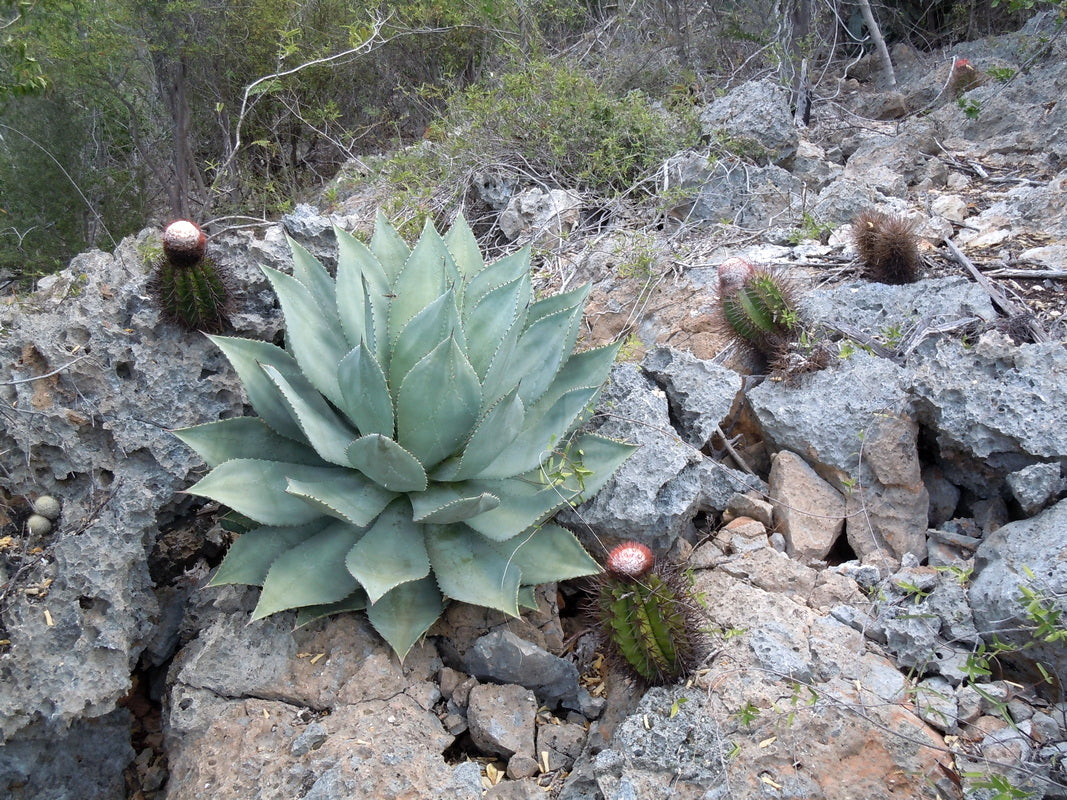 Agave albescens