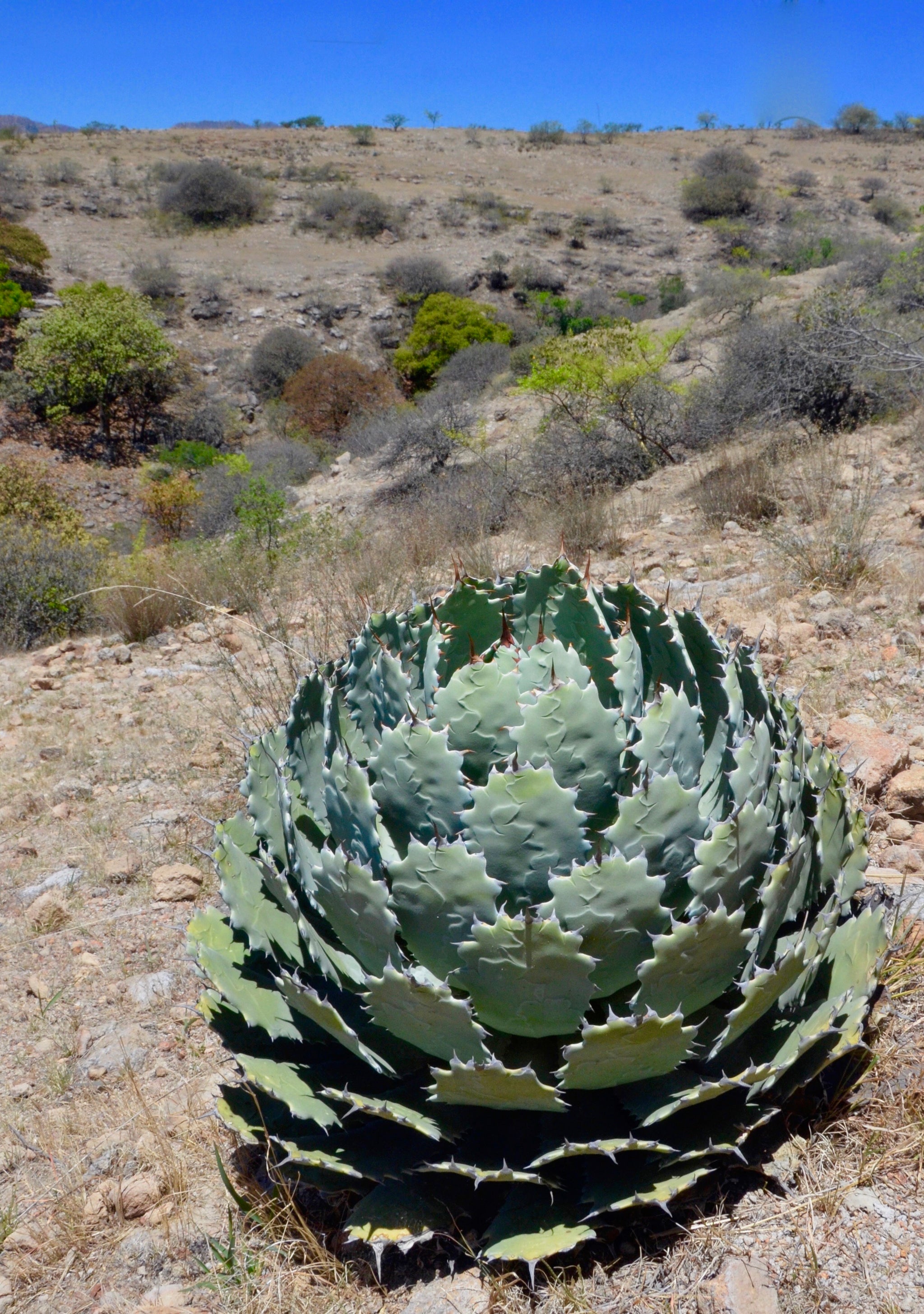 アガベ Hidden Agave Prodigy vr x guadalajarana Agave guadalajarana – Hidden Agave
