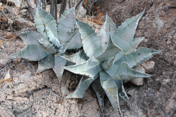 Agave colorata