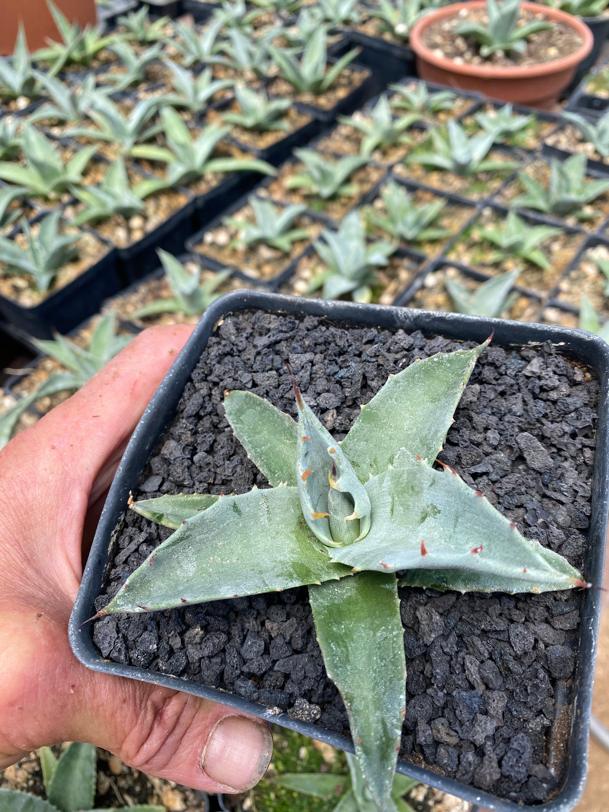 Agave vizcainoensis – Hidden Agave