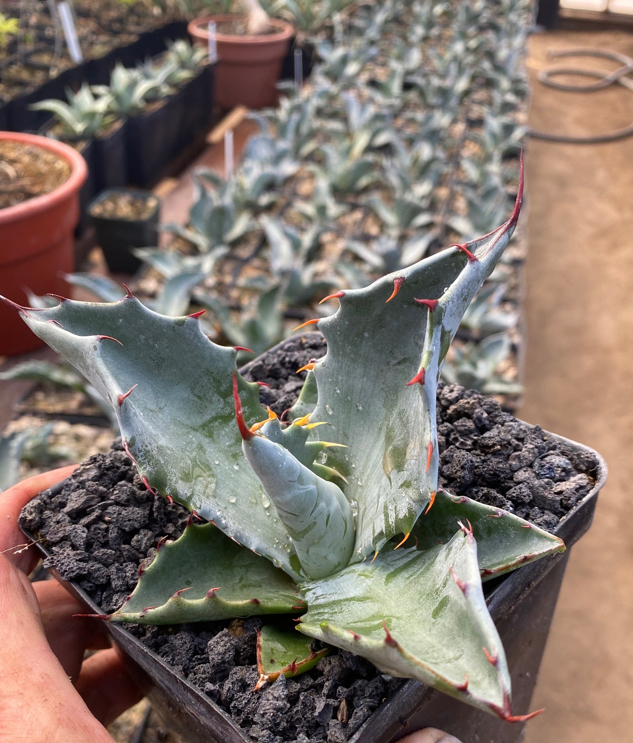 Agave colorata – Hidden Agave