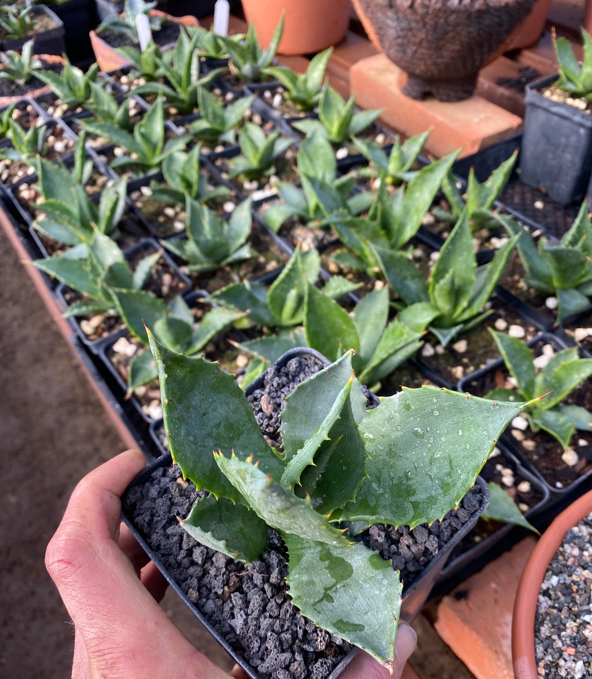 Agave albescens – Hidden Agave