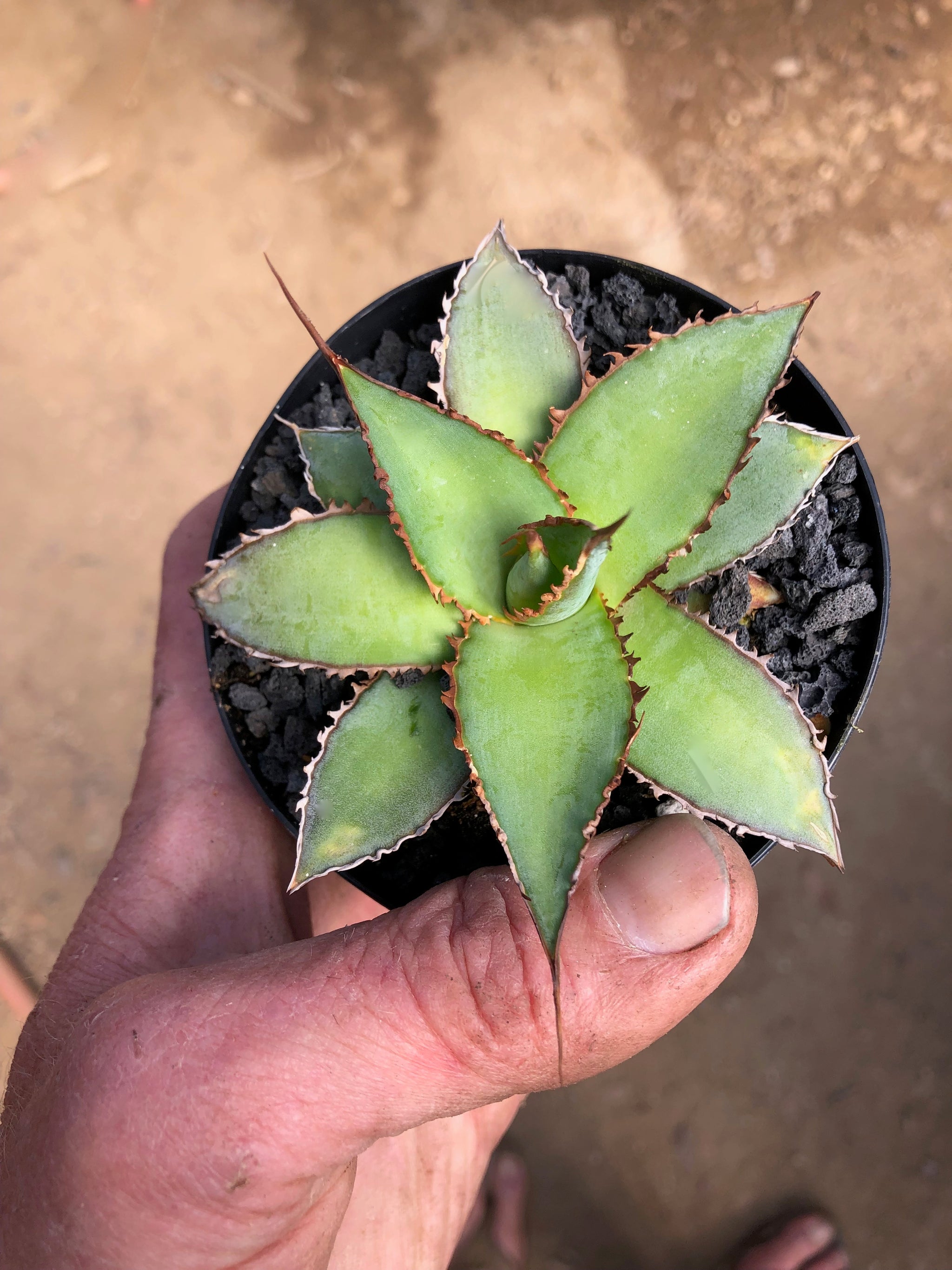 agave impressa Agave impressa Compact Form – Hidden Agave