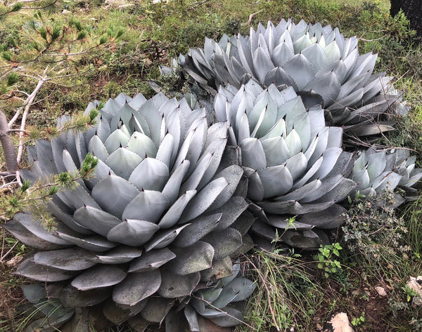 アガベ Agave parryi ssp. truncata 'Jackpot' 128 Agave parryi ssp. truncata | Walters Gardens, Inc.