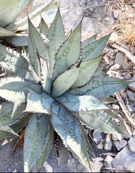 Agave titanota