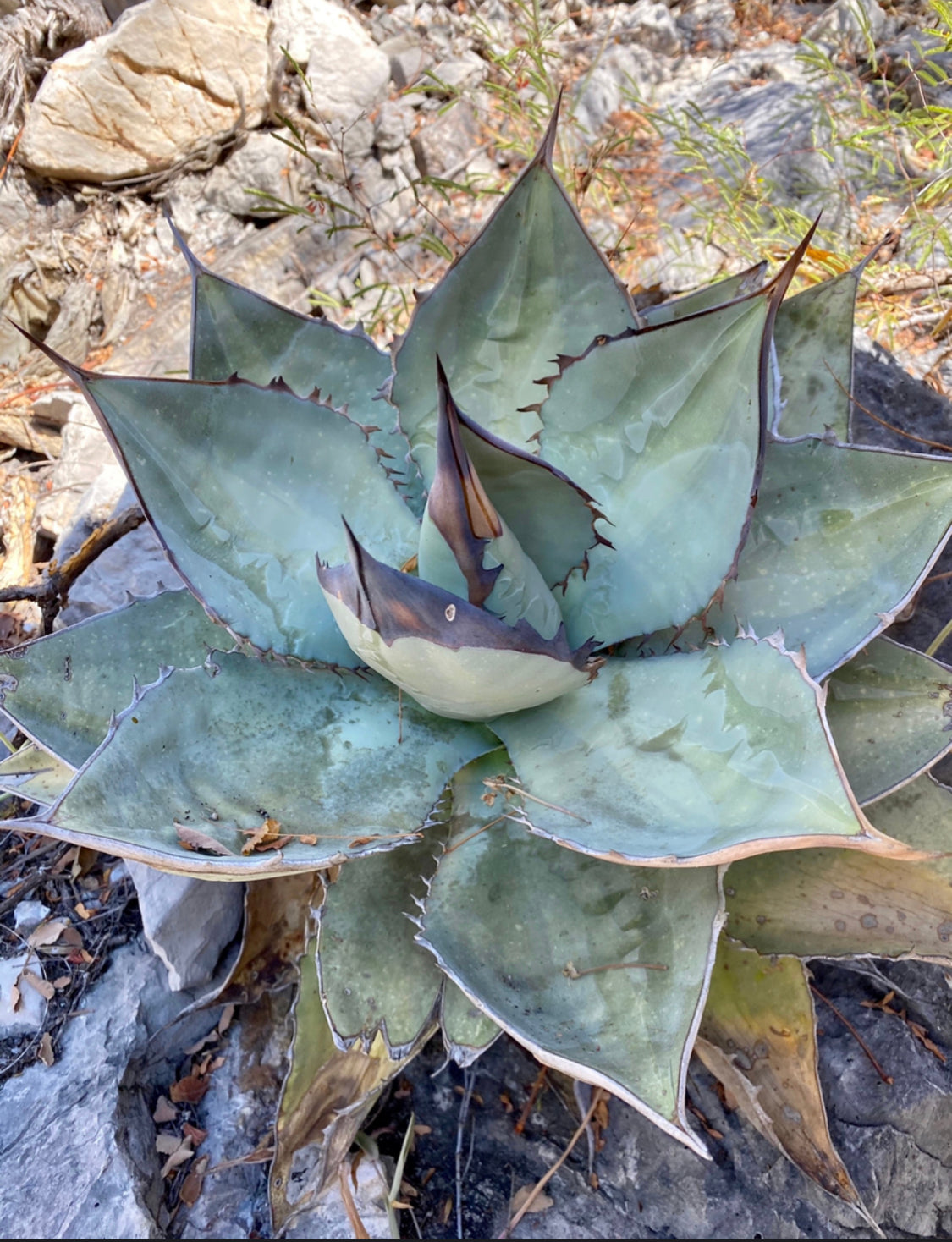 Agave Titanota 'Diavolo Bianco' Rara, Pianta Grassa Variegata 3/5 Cm - Foto 1