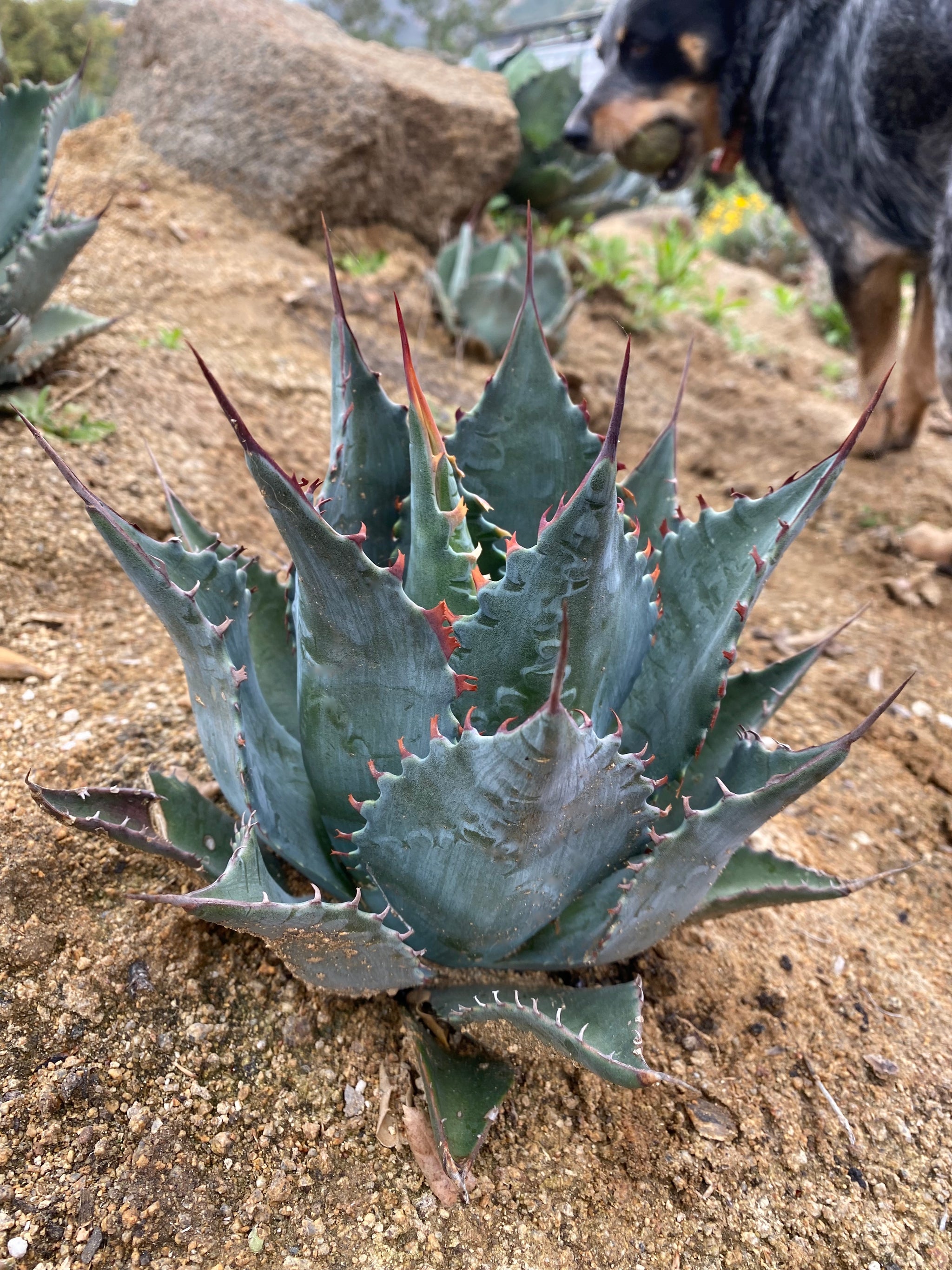 Hybrids – Hidden Agave