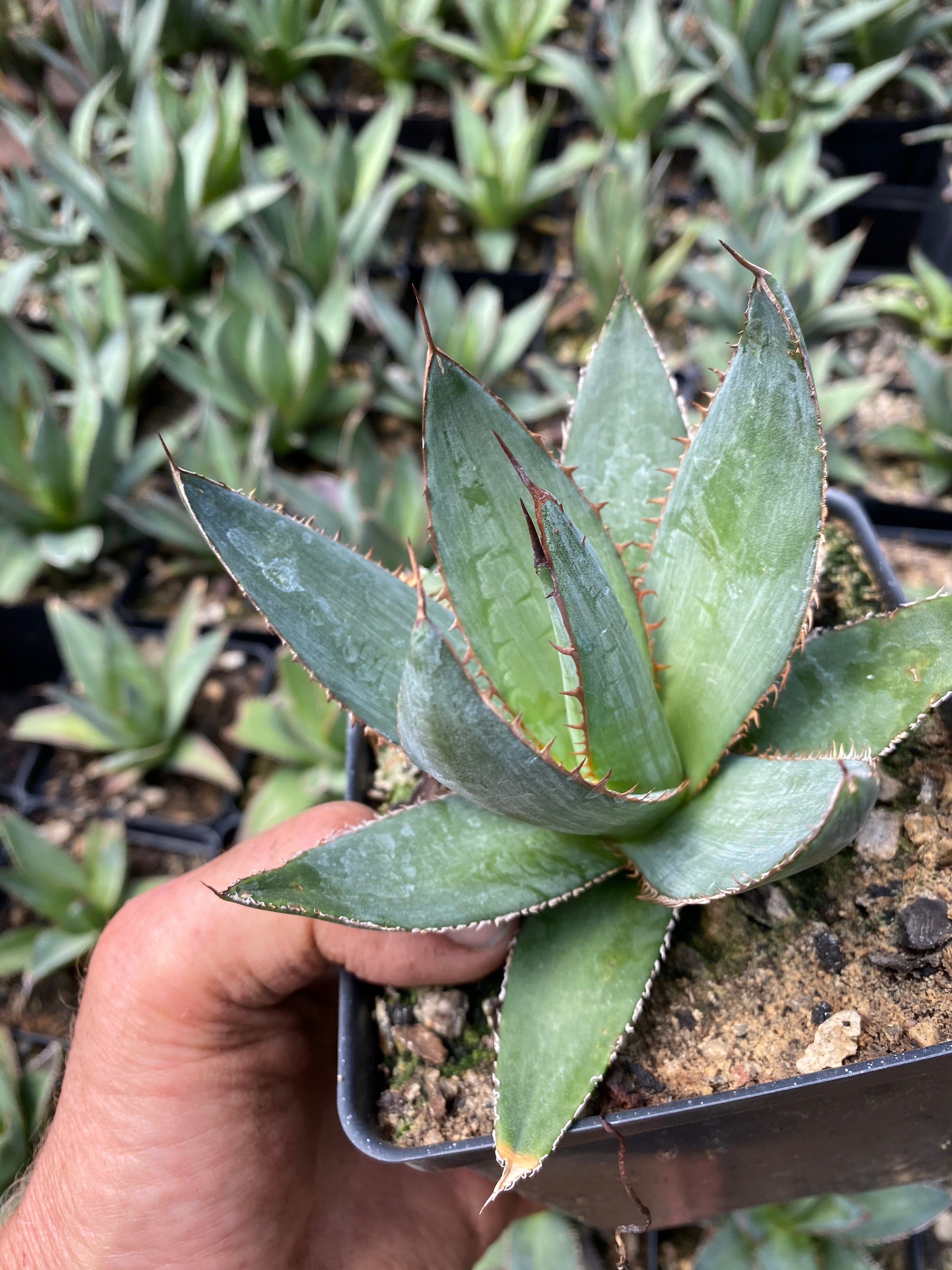 agave gypsicola Agave yucuanensis – Hidden Agave