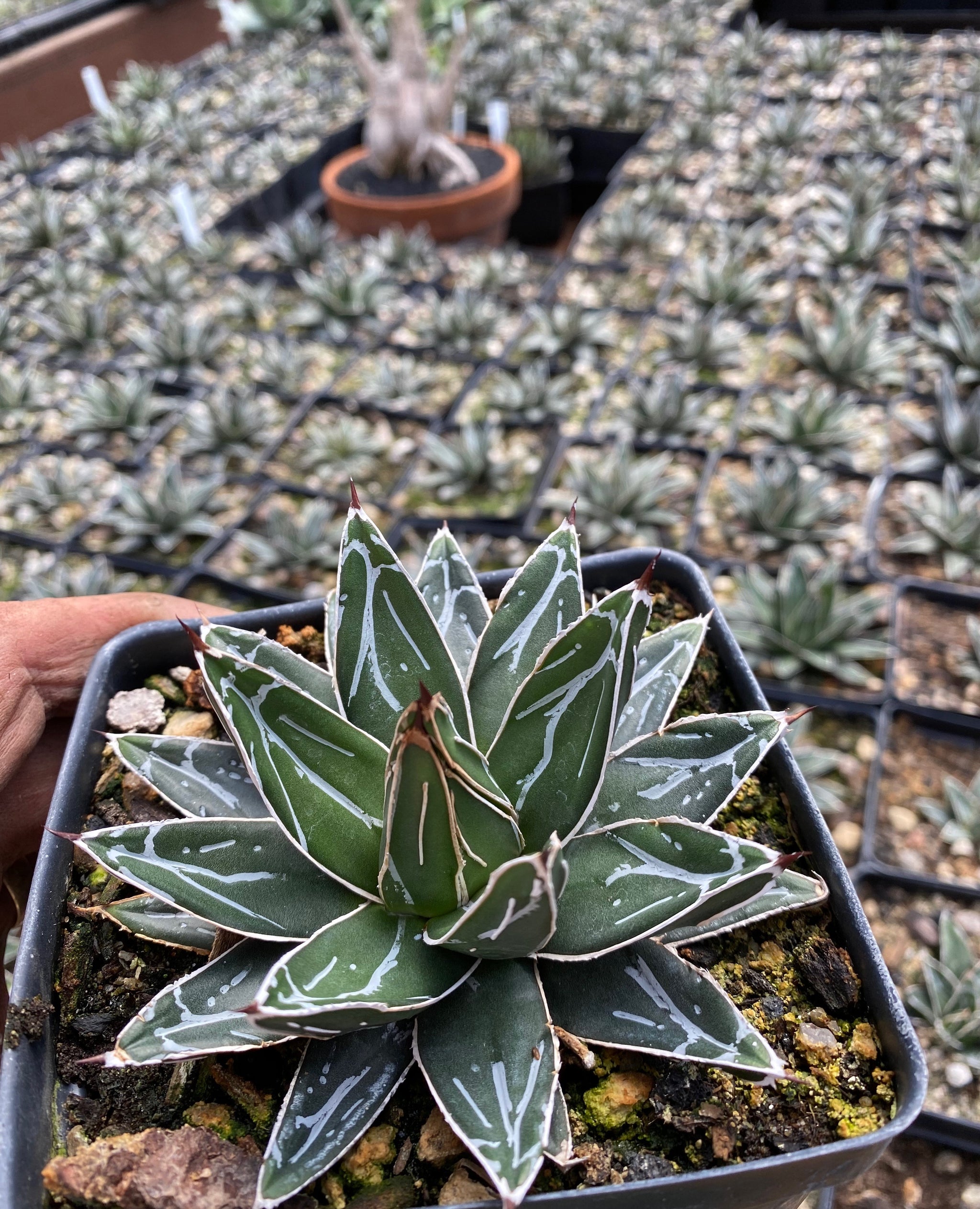 Agave victoriae-reginae – Hidden Agave