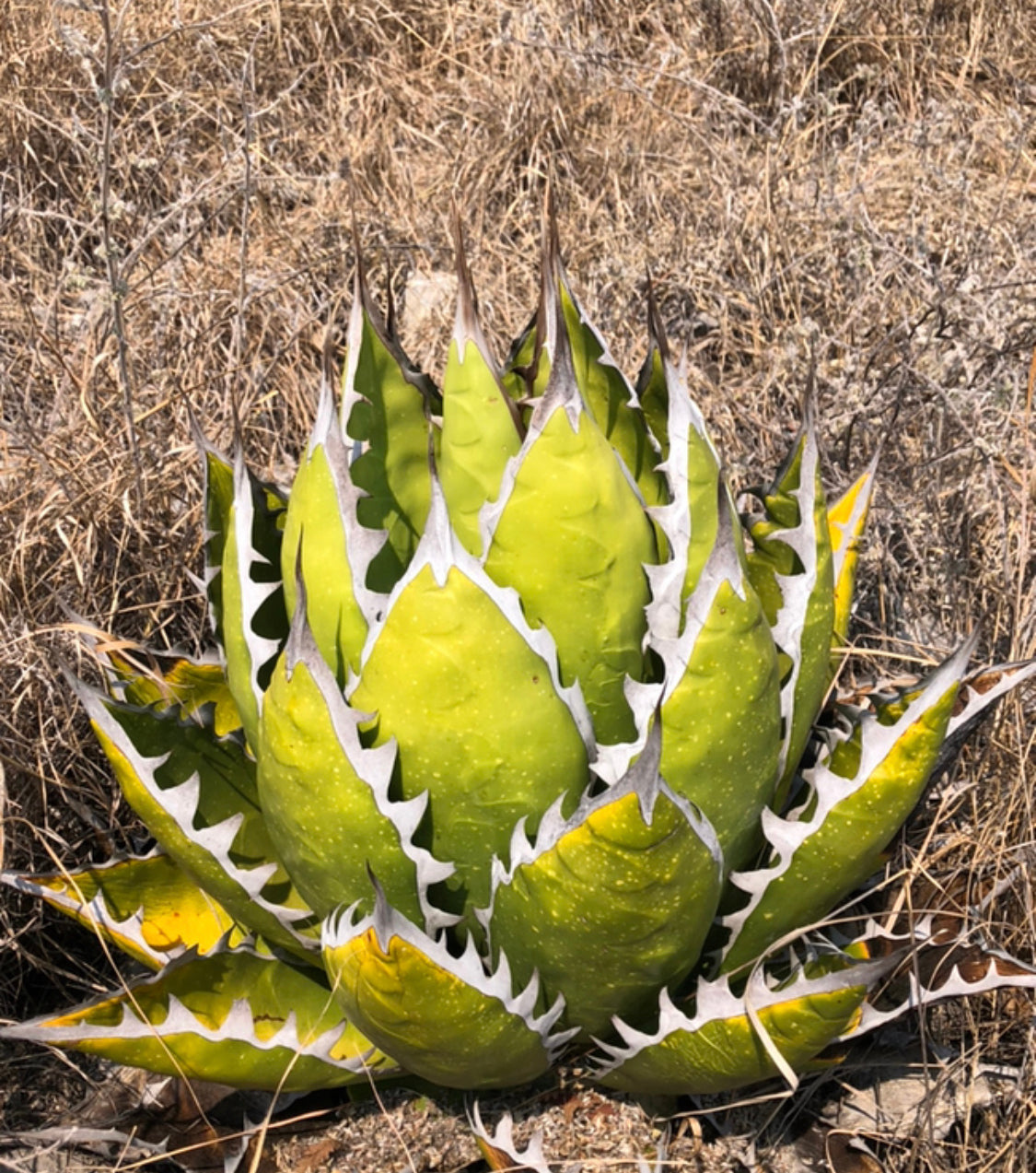 Agave yucuanensis – Hidden Agave