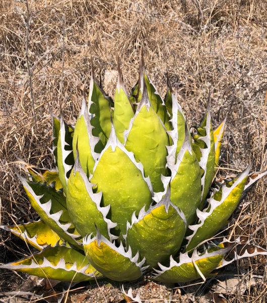 IMG_2640_grande.jpg?v=1598901888