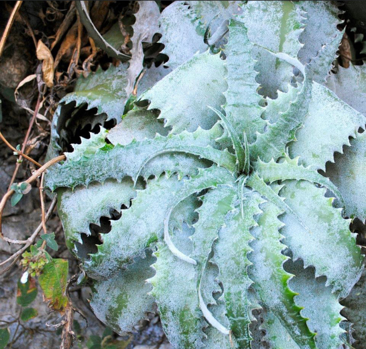 Species Other – Hidden Agave
