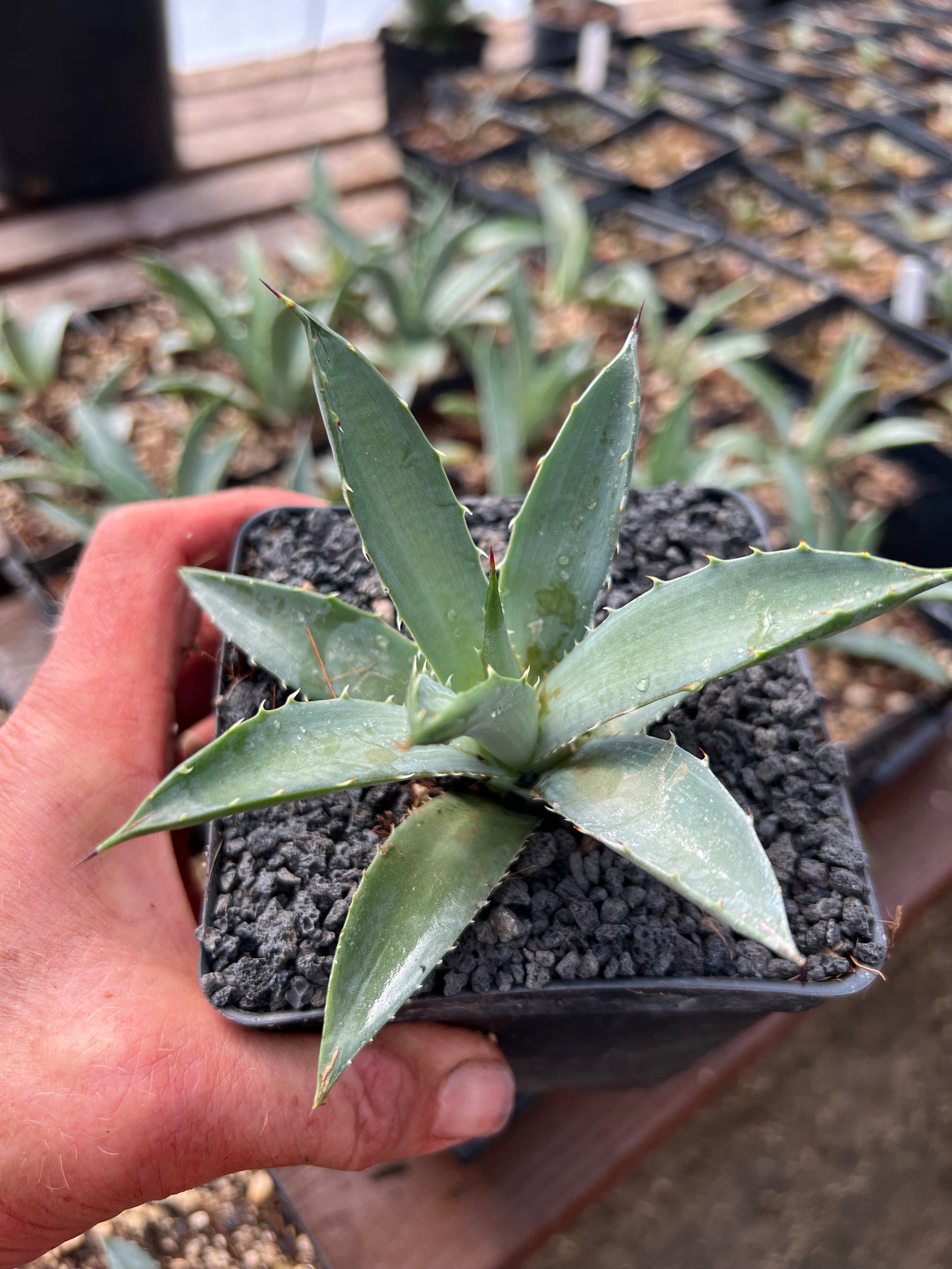 Agave macroacantha