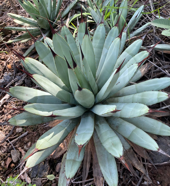 Agave macroacantha – Hidden Agave