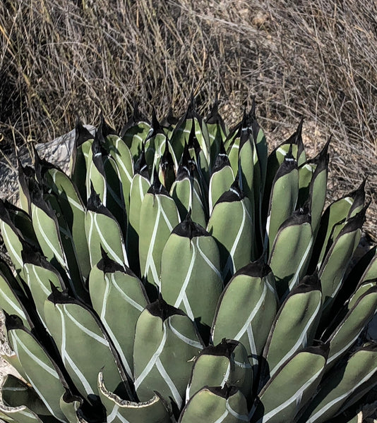 Agave nickelsiae – Hidden Agave