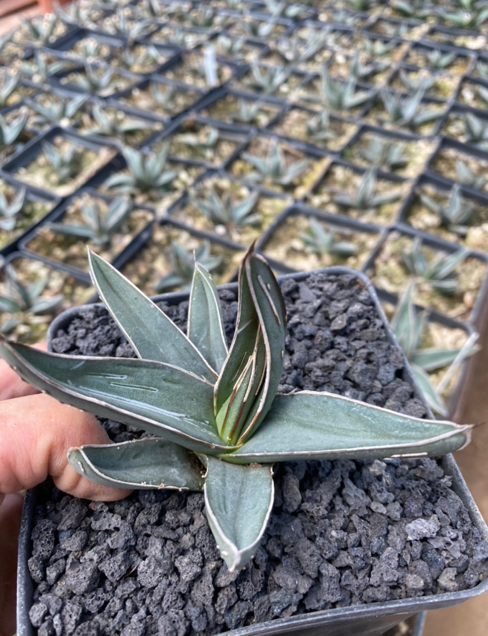 Agave nickelsiae
