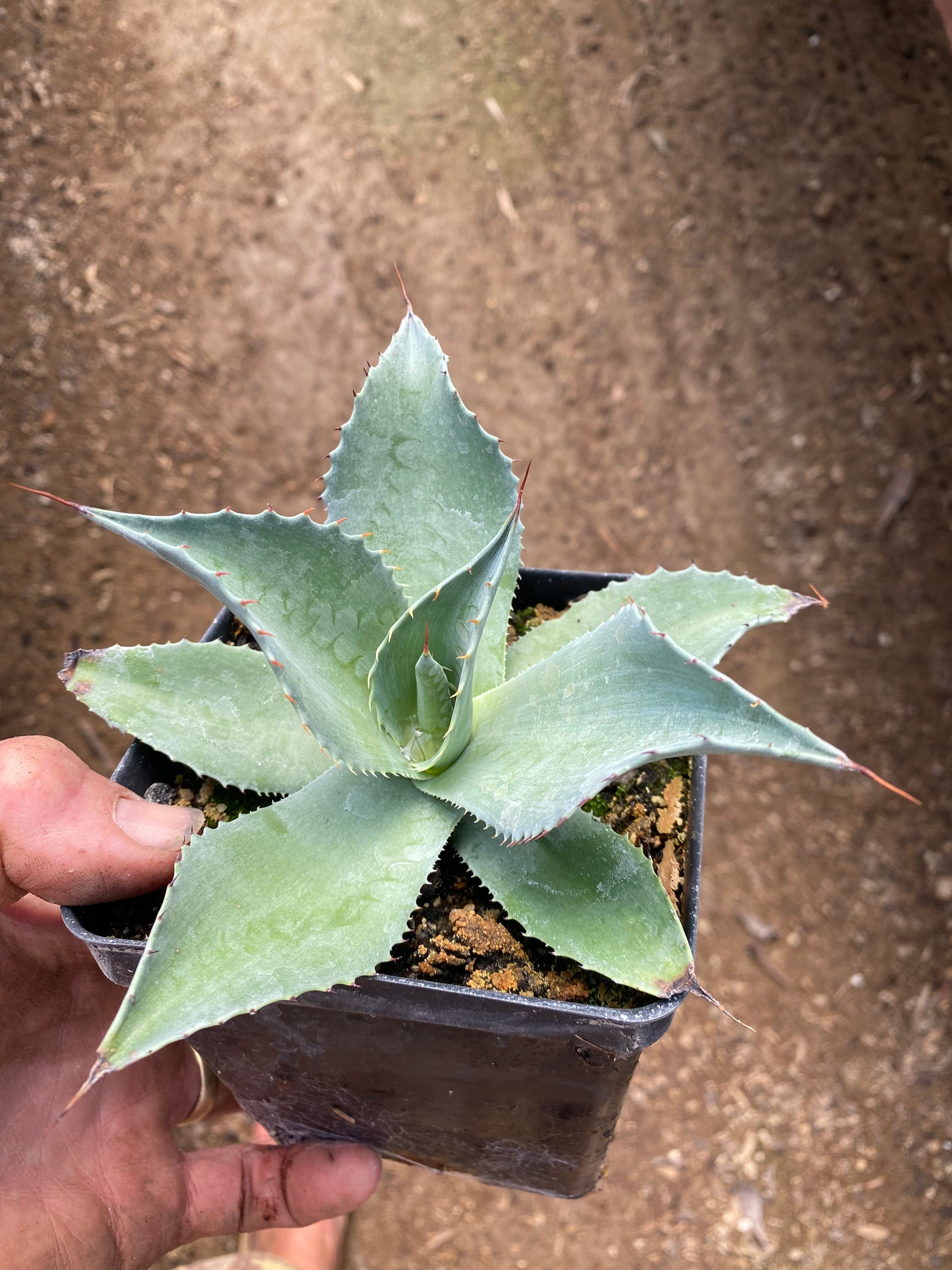 アガベ Agave ovatifolia 'Kraken' 92 Awaken the Kraken - Juniper Level Botanic Garden