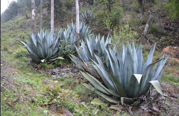 アトロビレンス シグマトフィラ アガベ 大株 アガベ シグマトフィラ アトロビレンス AGAVE