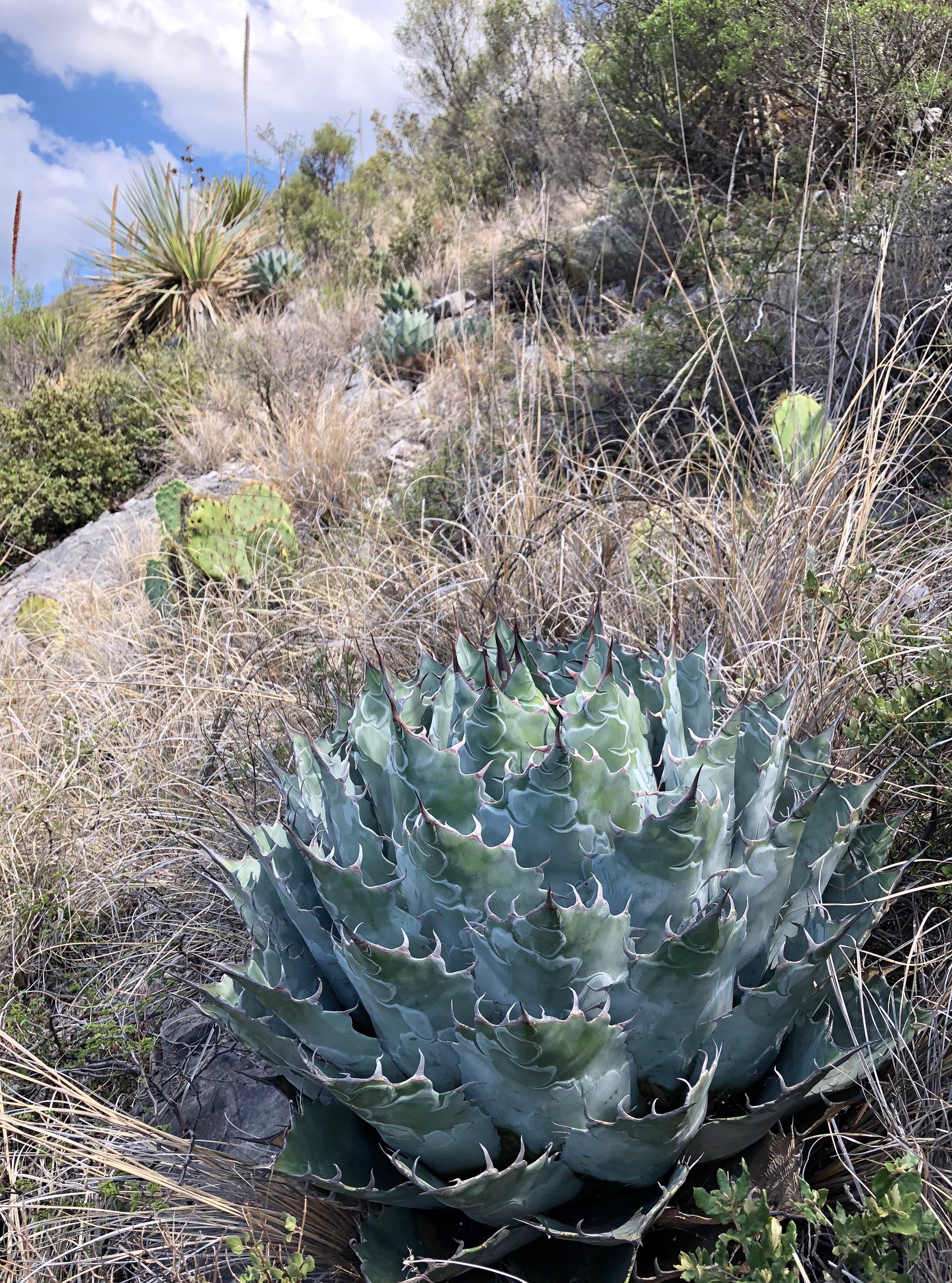 Agave parrasana – Hidden Agave