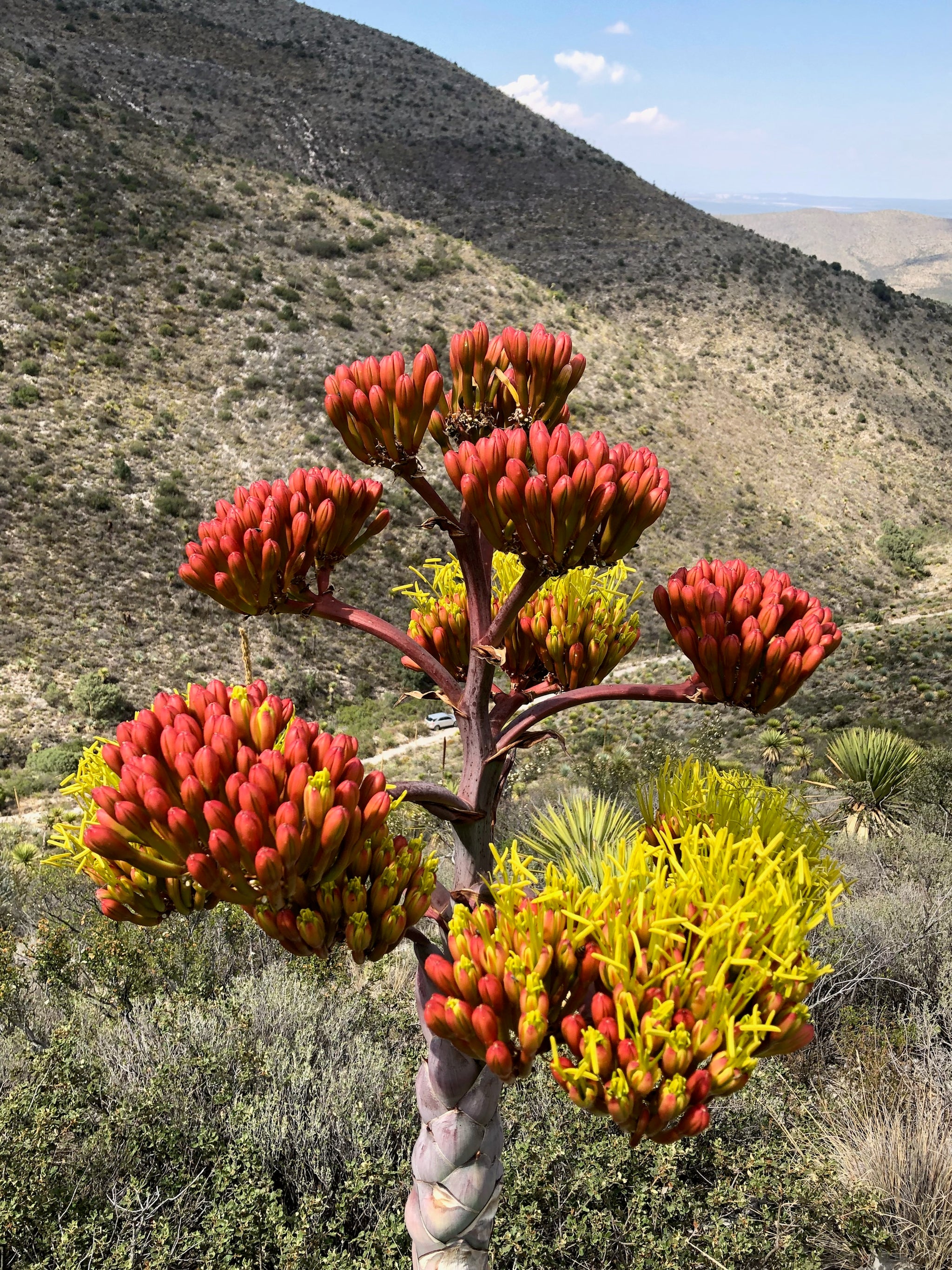 Agave parrasana – Hidden Agave