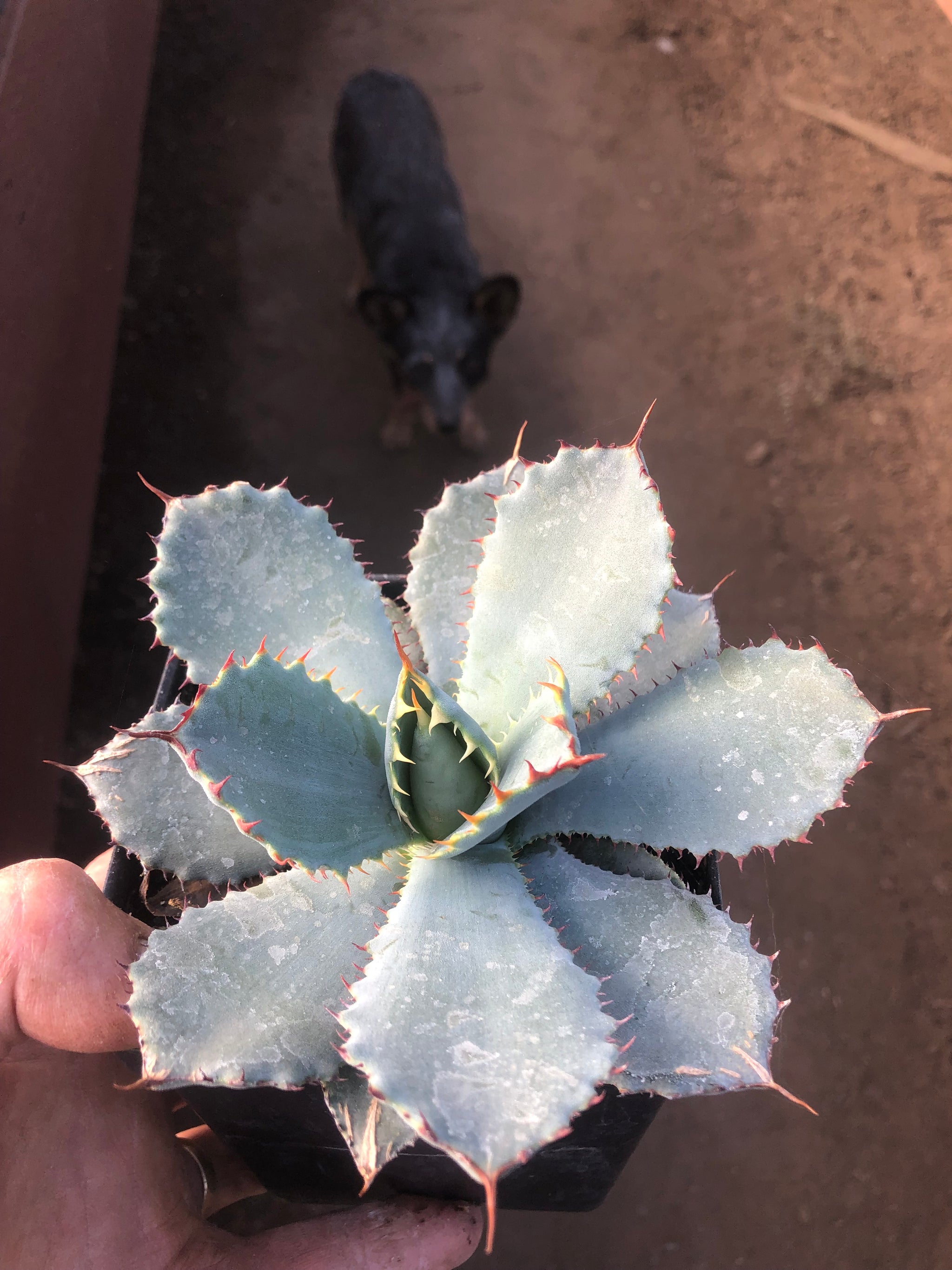 IMG_6064_2048x.jpg?v=1574308645