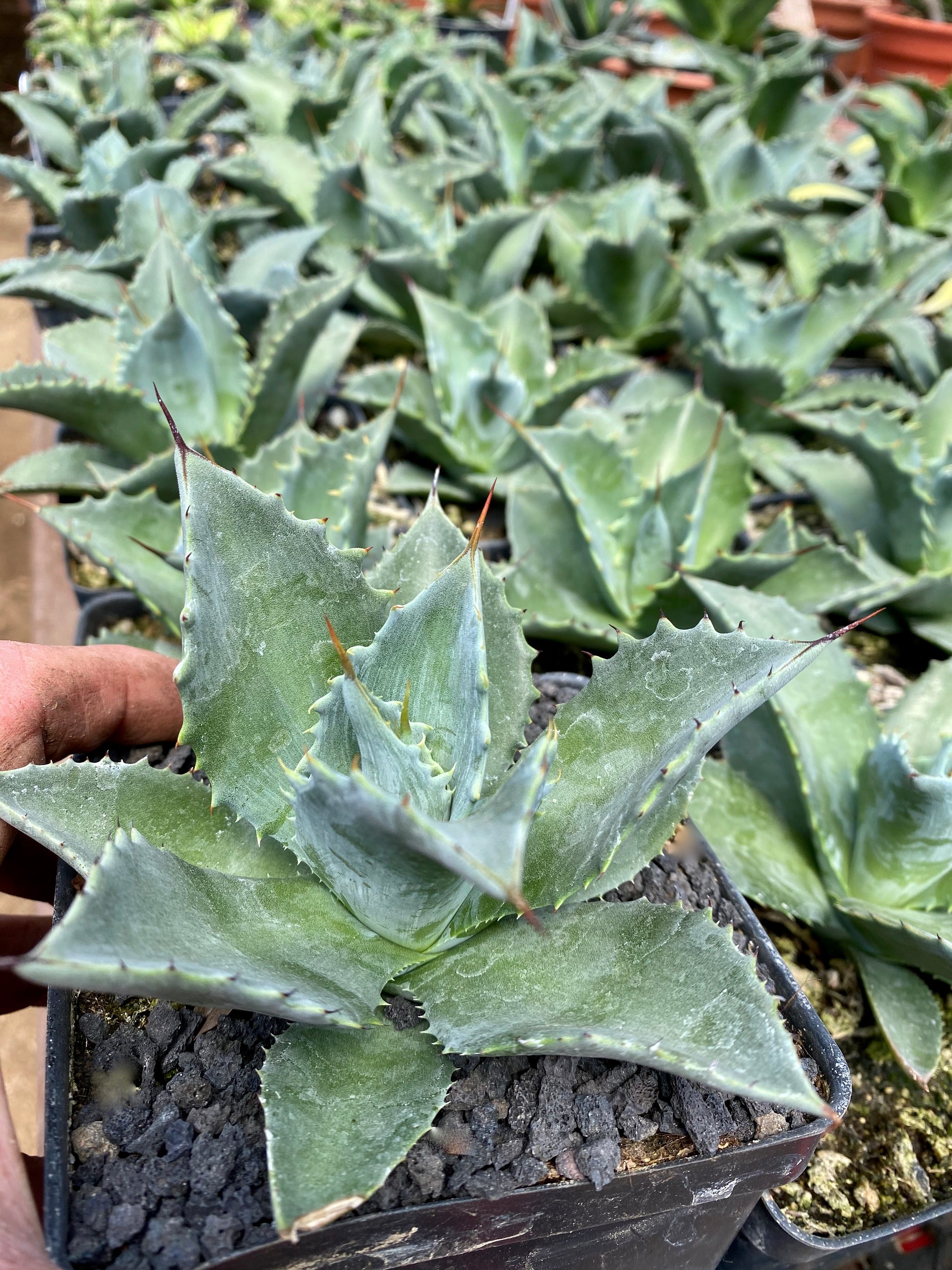 IMG_6417_2048x.jpg?v=1633450679