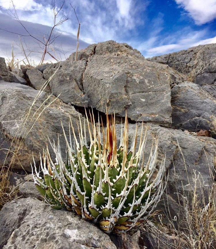Products – Page 10 – Hidden Agave