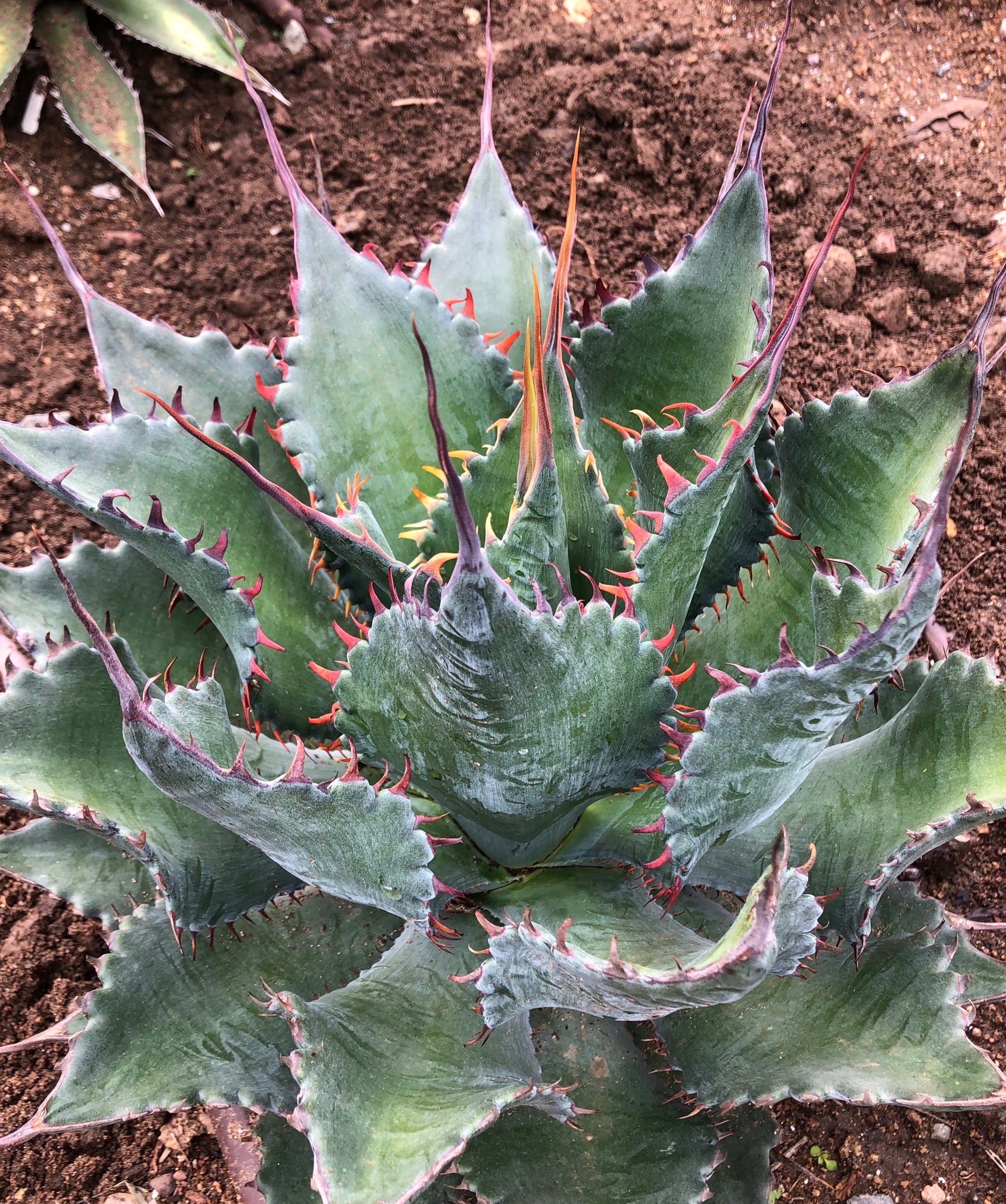 Agave ShawPot