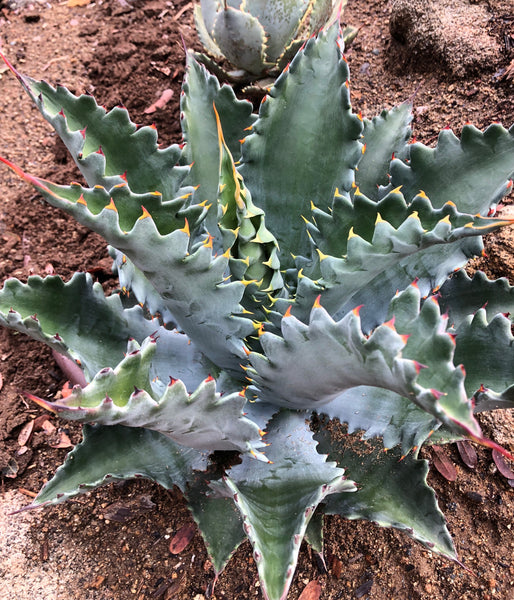 新品Mサイズ kaitlynSepia Agave Agave 'Kaleidoscope' – Hidden Agave