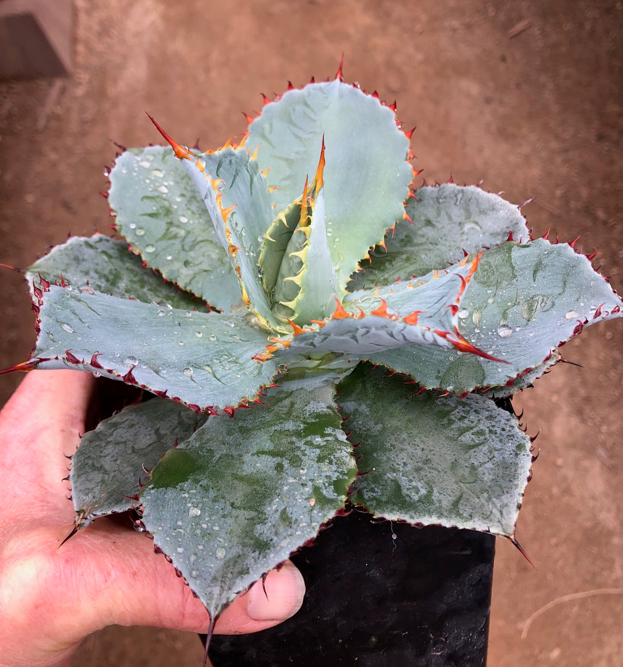 Products – Hidden Agave