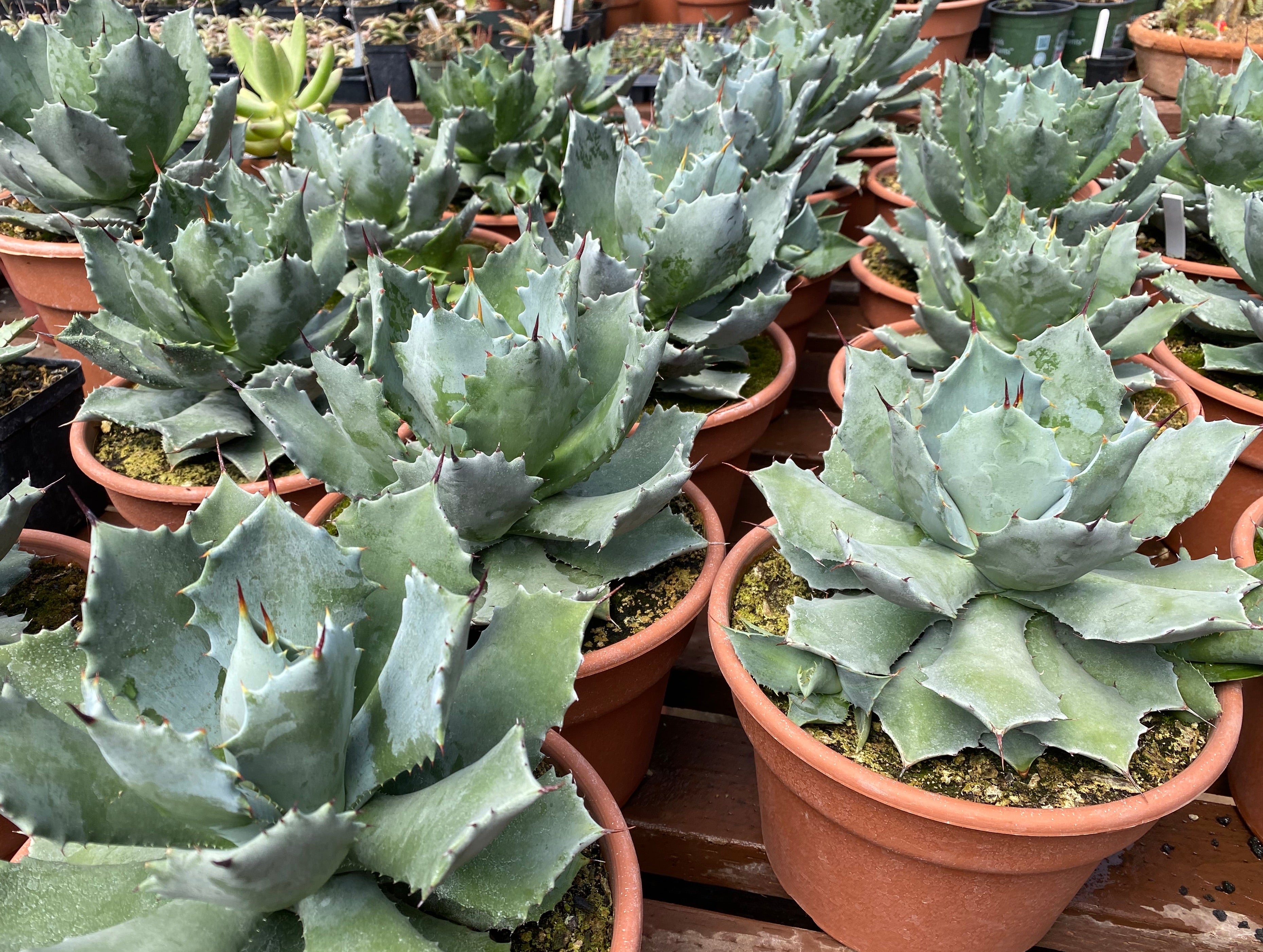 Agave isthmensis inland - 観葉植物